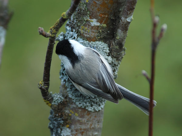 Hömötiainen, Willow Tit, Poecile montanus